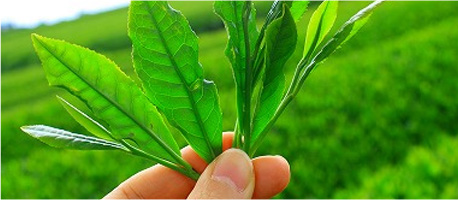 Wyciąg z liści zielonej herbaty